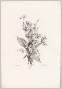Violette et fleurs en forme de jacinthe et de cloche (Bloem en Fruit Studien, 10e aflevering)