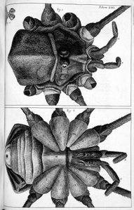 Microscopie - Frederick (attr. to) Barnard