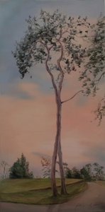 Arbres de Tapeley Park, 2013