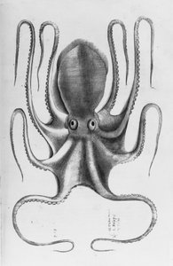 Illustration de "Aquatilium animalium historiae, liber primus" par Ippolito Salviani, 1554