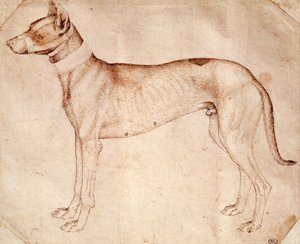 Étude de chien de chasse, dessin à la plume et à l
