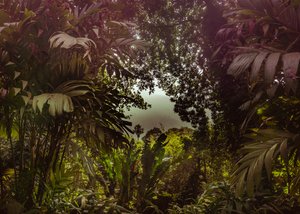 Forêt de Tijuca XXXVII, 2024 (photographie numérique) - Antonio Schubert