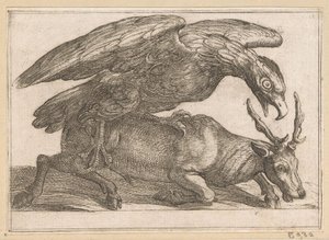 Un grand oiseau attaque un cerf (Animaux combattants)