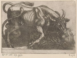Un taureau combattant avec un lion