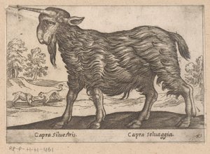 Chèvre avec une corne (Dieren en fabelwezens, Nova raccolta de li animali piu curiosi del mondo) - Antonio Tempesta