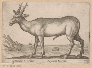 Hert Capreulus Marinus / Capriolo Marino (Dieren en fabelwezens, Nova raccolta de li animali piu curiosi del mondo) - Antonio Tempesta