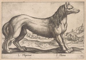 Hyène (série Dieren en fabelwezens, Nova raccolta de li animali piu curiosi del mondo) - Antonio Tempesta