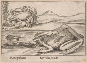 Grenouilles des marais - Antonio Tempesta