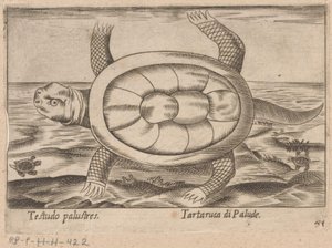 Tortue des marais - Antonio Tempesta