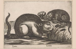 Deux rats musqués (Lonx / Lonza) (Animaux et créatures fabuleuses) (Nova raccolta de li animali piu curiosi del mondo) - Antonio Tempesta