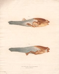 N° 3 et 4 dans les 8 étapes de croissance de la grenouille du Surinam