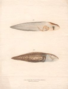 N° 5 et N° 6 dans les 8 stades de croissance de la grenouille du Surinam