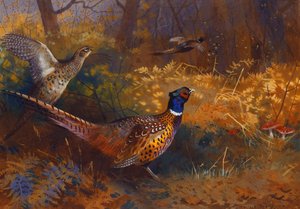 Un coq et une poule faisane au bord d
