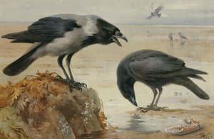 Une Corneille Mantelée et une Corneille Noire - Archibald Thorburn
