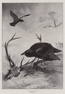 Un corbeau affamé