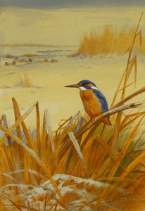Un martin-pêcheur parmi les roseaux en hiver - Archibald Thorburn