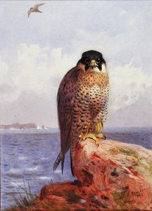 Un faucon pèlerin près de la mer