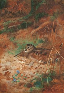 Une bécasse et son poussin dans les sous-bois - Archibald Thorburn