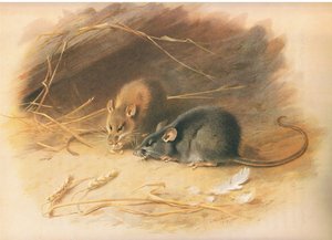 Rat alexandrin et rat noir, de Mammifères de Thorburn publié par Longmans et Co, vers 1920