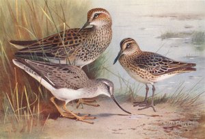 Bécasseau Pectoral Américain, Bécasseau à Bec Large, Bécasseau de Terek - Archibald Thorburn