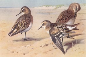 Bécasseau de Baird, Bécasseau de Bonaparte, Bécasseau minute (immature, automne) - Archibald Thorburn