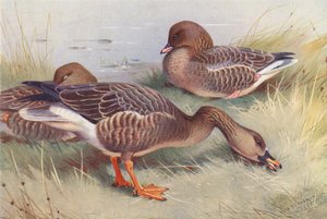 Oie des moissons, Oie à pieds roses - Archibald Thorburn