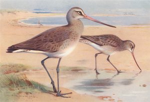 Barge à queue noire (hiver), Barge rousse (hiver) (lithographie en couleur) - Archibald Thorburn