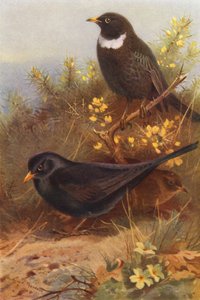 Merle noir (mâle et femelle), Merle à plastron