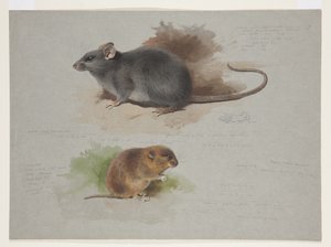 Rat noir et campagnol des Orcades, vers 1915 - Archibald Thorburn