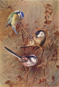 Mésange bleue, Mésange nonnette, Mésange à longue queue