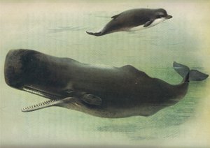 Baleine à bec et cachalot, de Mammifères de Thorburn publié par Longmans et Co, vers 1920 - Archibald Thorburn