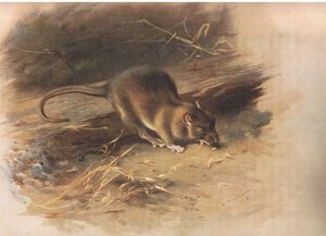 Rat brun, de Mammifères de Thorburn publié par Longmans et Co, vers 1920