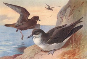Pétrel de Bulwer, Puffin des Anglais - Archibald Thorburn