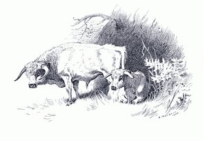 Bétail, de Mammifères de Thorburn publié par Longmans and Co, c. 1920 - Archibald Thorburn