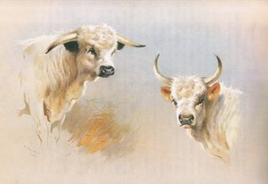 Taureau de Chartley et taureau de Chillingham, de Mammifères de Thorburn publié par Longmans and Co - Archibald Thorburn