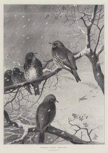 Visiteurs de Noël, Grives