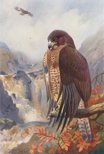 Buse Variable