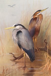 Héron commun, Héron pourpré - Archibald Thorburn