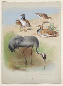 Grue, œdicnème criard et outardes, vers 1915