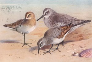 Bécasseau Cocorli (immature, automne), Bécasseau Maubèche (hiver), Bécasseau Variable (hiver) - Archibald Thorburn