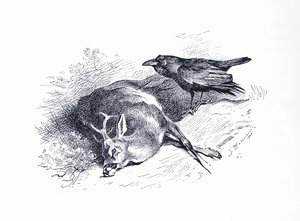 Cerf mort et corbeau, de Thorburn