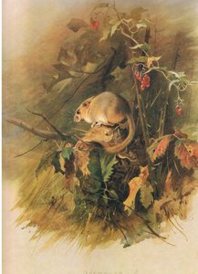 Loir, de Mammifères de Thorburn publié par Longmans et Co, vers 1920 - Archibald Thorburn
