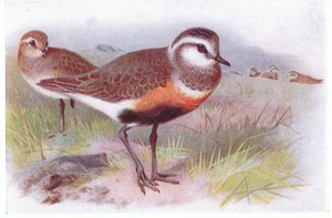 Pluvier guignard, de Birds of the British Isles and Their Eggs publié par Frederick Warne & Co Ltd, 1958