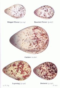 Œufs : Pluvier à collier, Pluvier de Kent, Courlis, Vanneau, Pluvier guignard, de Birds of the British Isles and Their Eggs publié par Frederick Warne & Co Ltd, 1958