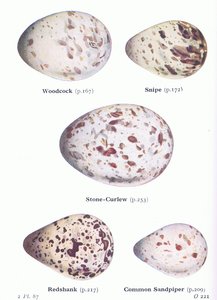 Œufs : Bécasse des bois ; Bécassine, Œdicnème criard, Chevalier gambette, Chevalier guignette, de Birds of the British Isles and Their Eggs publié par Frederick Warne & Co Ltd, 1958 - Archibald Thorburn