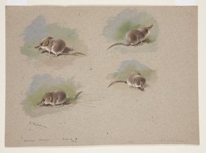 Quatre vignettes de musaraigne, c.1915 - Archibald Thorburn