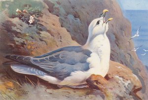 Fulmar