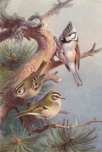 Roitelet huppé, Roitelet triple-bandeau, Mésange huppée