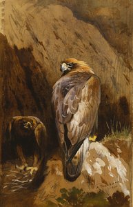 Aigles royaux à leur aire