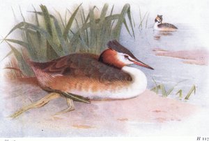 Grèbe huppé - Archibald Thorburn